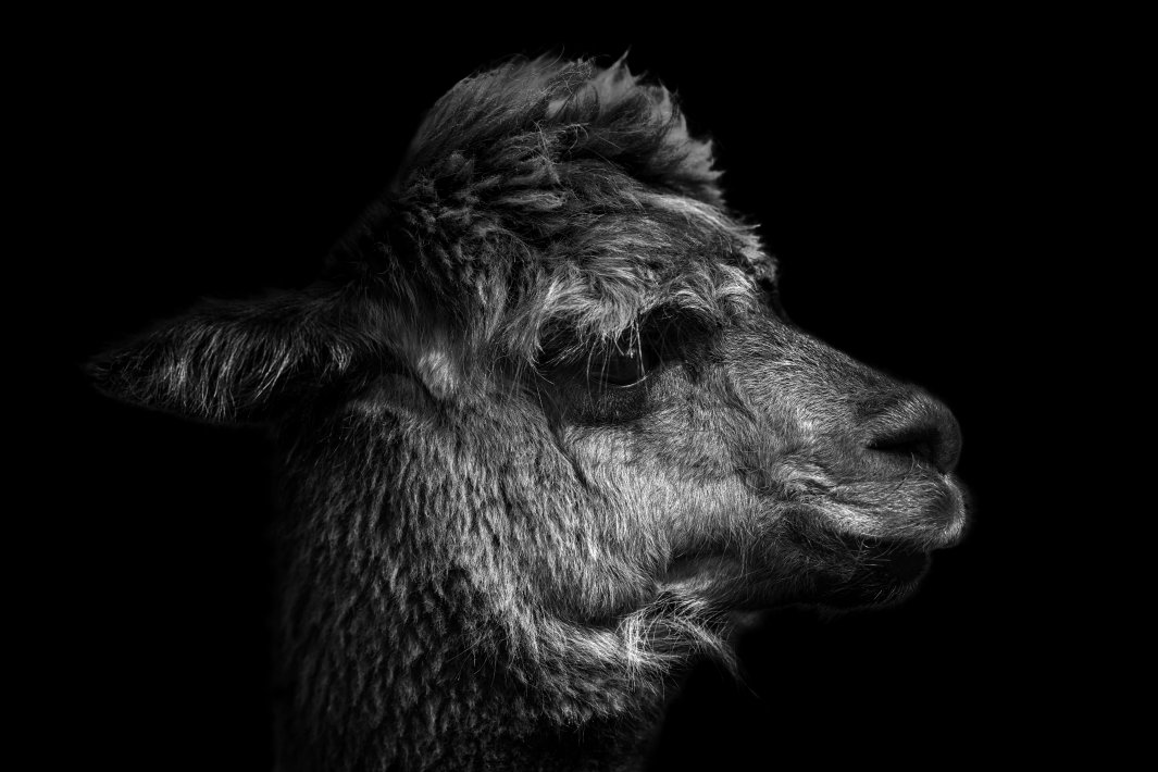 alpaca-zwart-wit.jpg